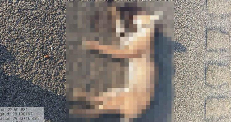 Lince rojo muere atropellado en carretera de Altamira, Tamaulipas