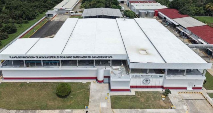 Planta binacional en Chiapas
