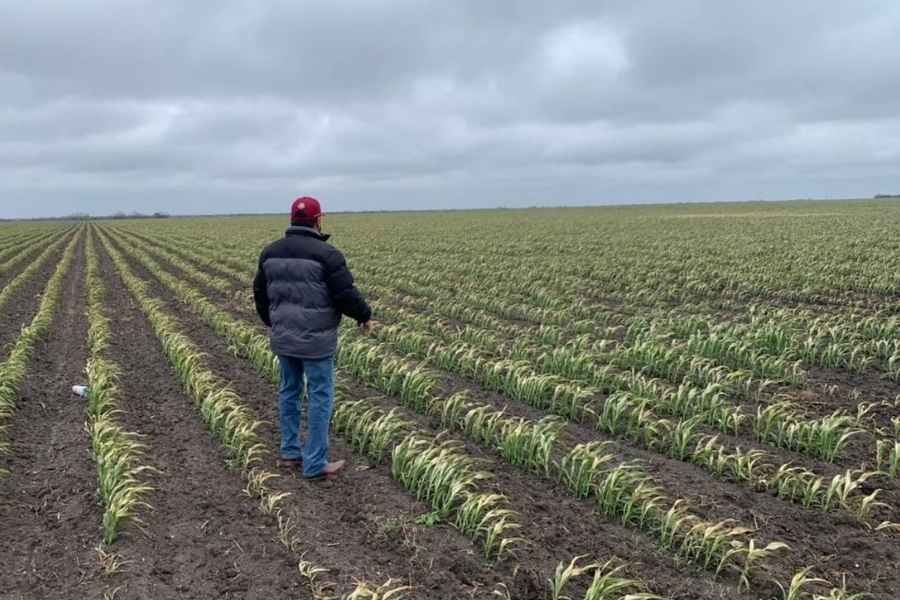Productores de sorgo y maíz en Tamaulipas sufren estragos por importaciones