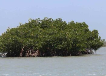 Tamaulipas manglares en La Pesca