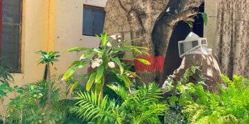 Tras denuncia vecinal, Bomberos retiran panal de abejas en Cd. Madero, Tamaulipas