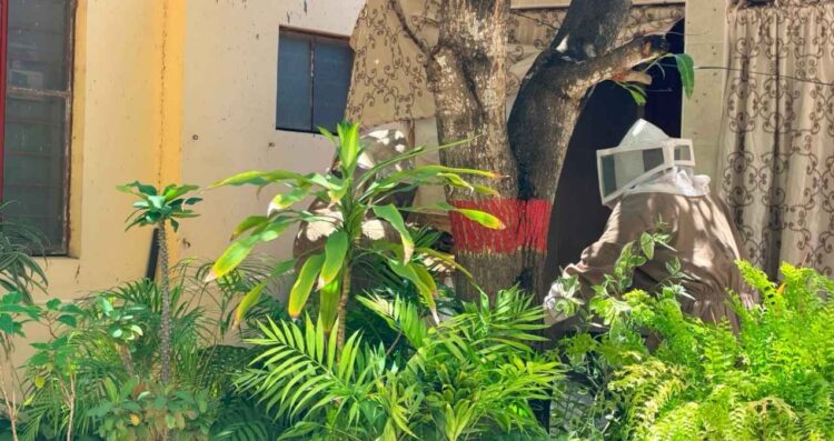 Tras denuncia vecinal, Bomberos retiran panal de abejas en Cd. Madero, Tamaulipas