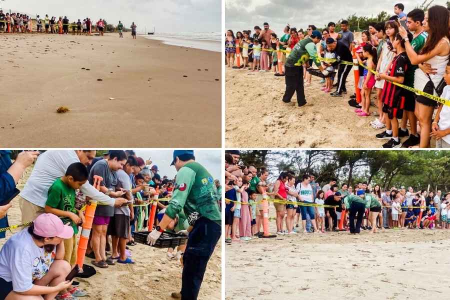 Viven familias la primera liberación pública de tortuga lora en La Pesca