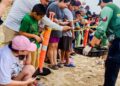 Viven familias la primera liberación pública de tortuga lora en La Pesca