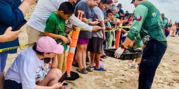 Viven familias la primera liberación pública de tortuga lora en La Pesca
