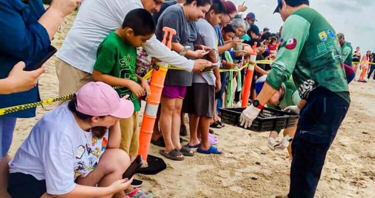Viven familias la primera liberación pública de tortuga lora en La Pesca