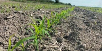 apoyo agrícola por sequía en Matamoros