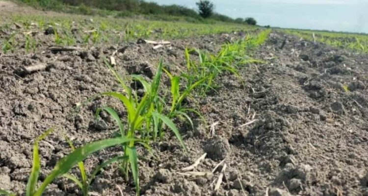 apoyo agrícola por sequía en Matamoros