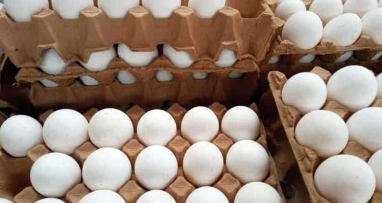 baja precio del huevo Matamoros