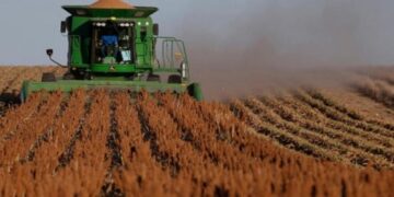 cosecha de sorgo lluvias Tamaulipas