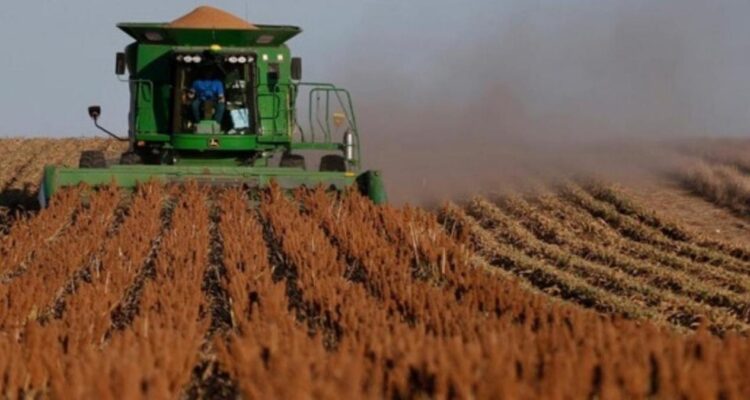 cosecha de sorgo lluvias Tamaulipas