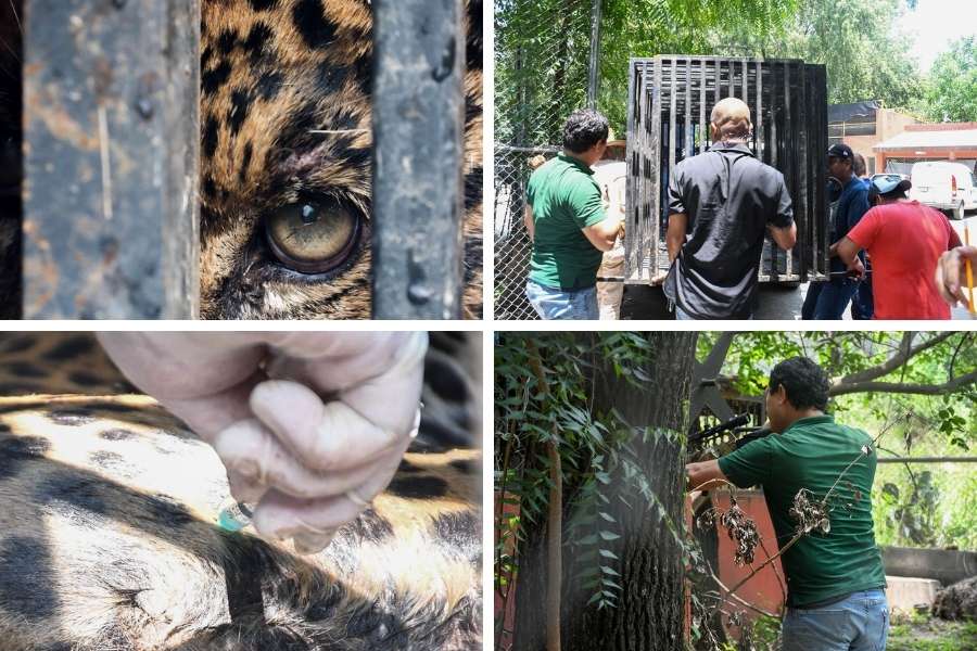 jaguar rescatado en Tamaulipas