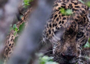 jaguar rescatado en Tamaulipas