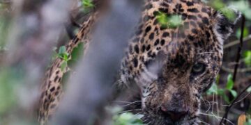 jaguar rescatado en Tamaulipas