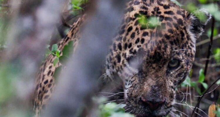 jaguar rescatado en Tamaulipas