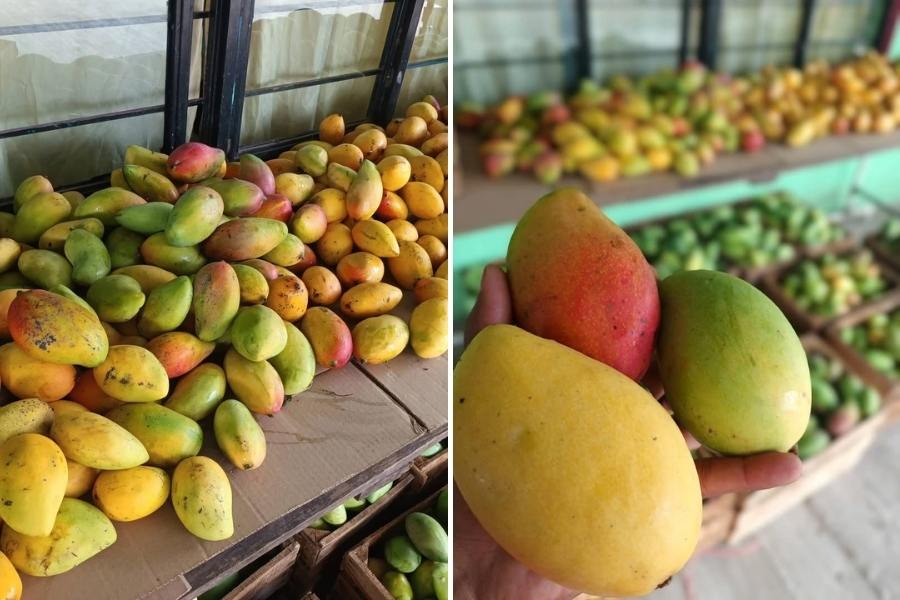 mango Manila en Tamaulipas