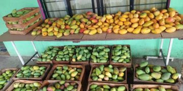 mango Manila en Tamaulipas