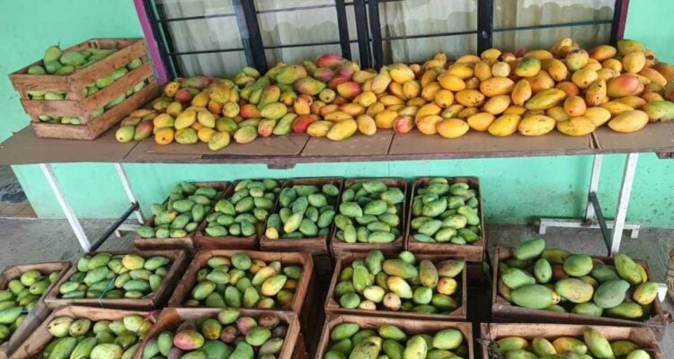 mango Manila en Tamaulipas