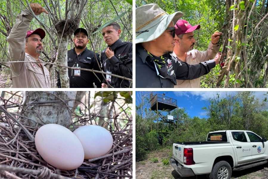 monitoreo de fauna silvestre Tamaulipas