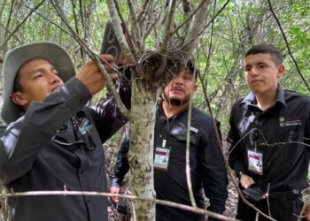 monitoreo de fauna silvestre Tamaulipas