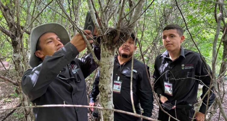 monitoreo de fauna silvestre Tamaulipas