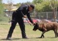 operativos caninos Guardia Estatal