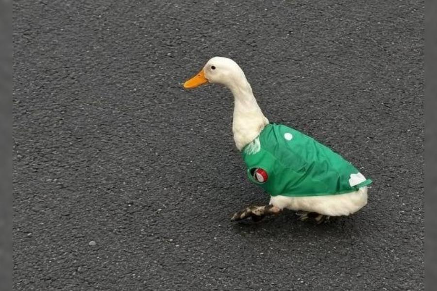 pato Merlin mundialista
