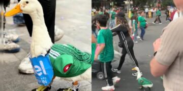 pato Merlin mundialista