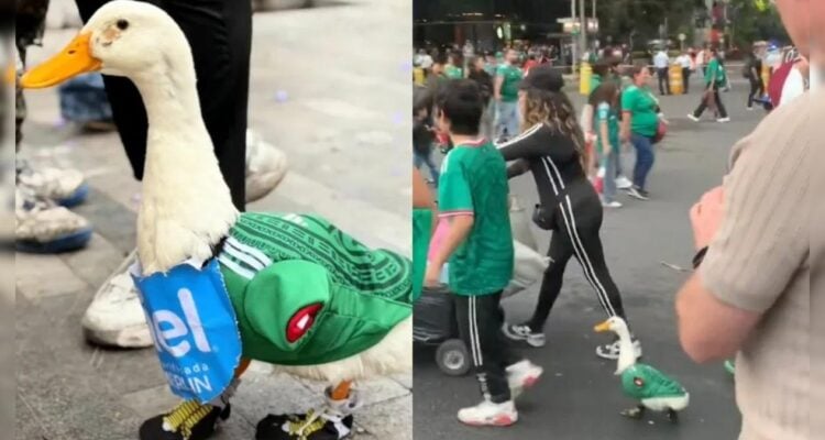 pato Merlin mundialista