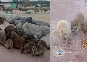 proteger mapaches en Playa Miramar
