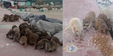 proteger mapaches en Playa Miramar