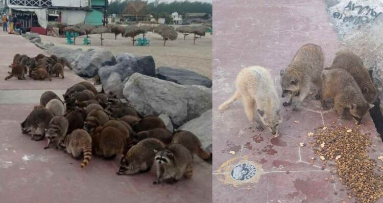 proteger mapaches en Playa Miramar
