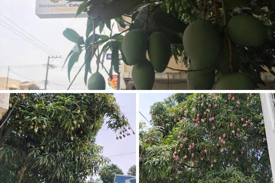 recolección de mango en Tampico