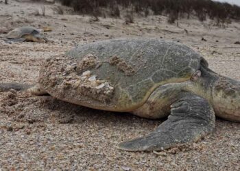 tortuga lora sur de Tamaulipas