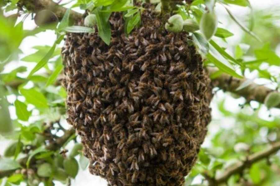 Alertan aumento de enjambres y ataques de abejas en Matamoros, Tamaulipas