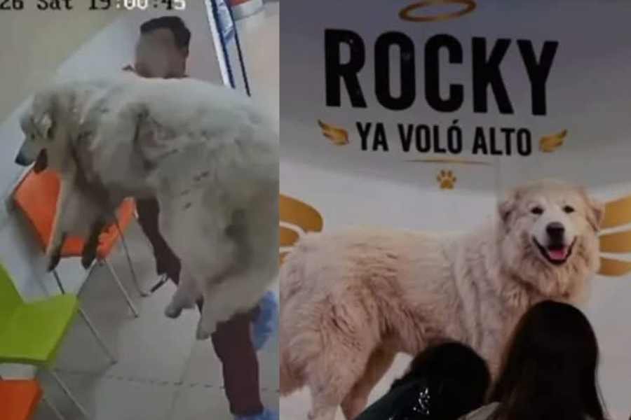 Andrea Legarreta reacciona a la muerte de Rocky, el perrito que fue arrastrado por una camioneta