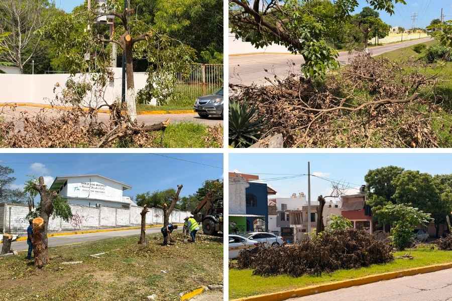 CFE tala árboles en Tampico