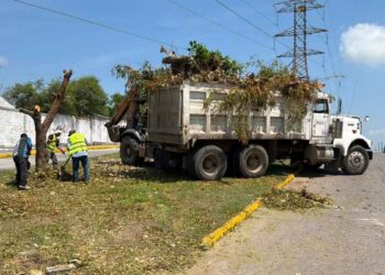 CFE tala árboles en Tampico