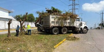 CFE tala árboles en Tampico