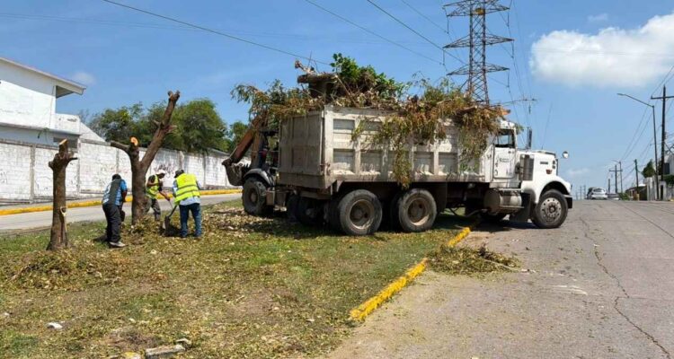 CFE tala árboles en Tampico