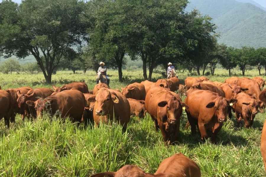 Capacitan a docentes para detectar gusano barrenador en Tamaulipas