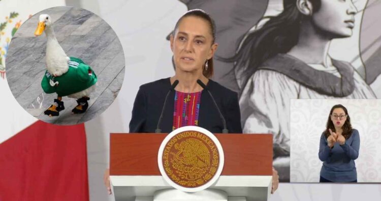 Claudia Sheinbaum ayuda con vivienda nueva a familia del Pato 'Merlín' tras conocer su situación