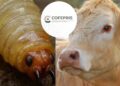 Cofepris analiza crear ejemplar más eficiente contra gusano barrenador, informa Sheinbaum