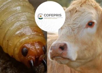 Cofepris analiza crear ejemplar más eficiente contra gusano barrenador, informa Sheinbaum