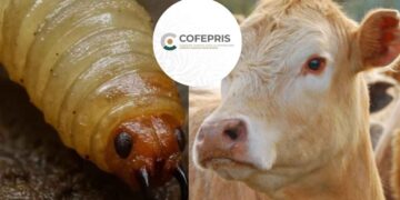 Cofepris analiza crear ejemplar más eficiente contra gusano barrenador, informa Sheinbaum