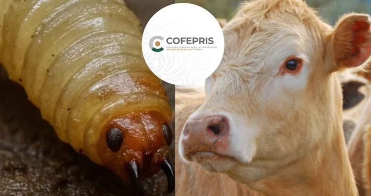 Cofepris analiza crear ejemplar más eficiente contra gusano barrenador, informa Sheinbaum