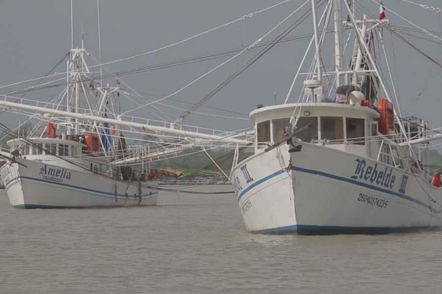 Despicadoras del sur de Tamaulipas aguardan el fin de la veda del camarón