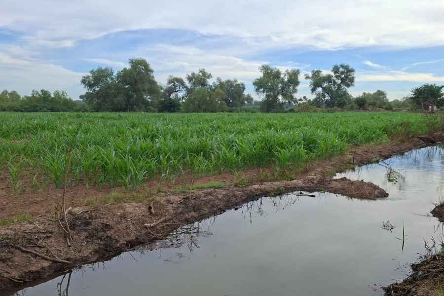 Disponibilidad de agua para ciclo agrícola en Tamaulipas dependerá de lluvias
