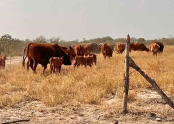 Ganaderos de Tamaulipas deberán pagar más para exportar reses a Estados Unidos
