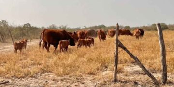Ganaderos de Tamaulipas deberán pagar más para exportar reses a Estados Unidos
